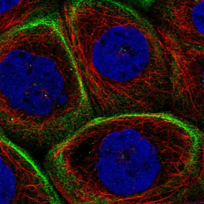 MPRIP Antibody in Immunocytochemistry (ICC/IF)