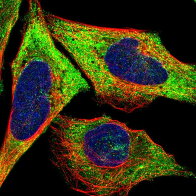 LLGL2 Antibody in Immunocytochemistry (ICC/IF)