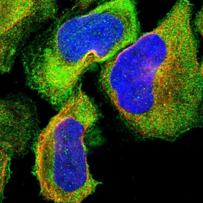 NMT1 Antibody in Immunocytochemistry (ICC/IF)