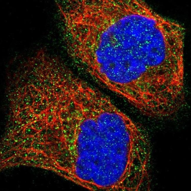 RIPX Antibody in Immunocytochemistry (ICC/IF)