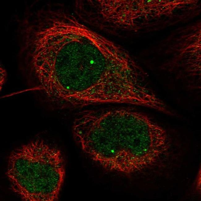 WRAP53 Antibody in Immunocytochemistry (ICC/IF)