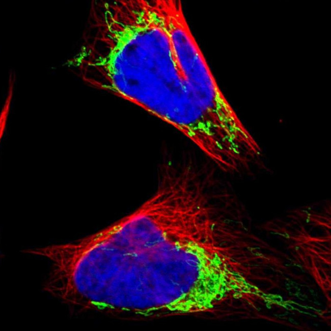 MRPL12 Antibody in Immunocytochemistry (ICC/IF)