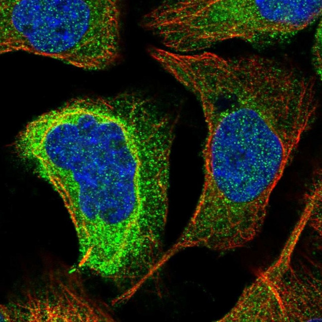 KIAA0753 Antibody in Immunocytochemistry (ICC/IF)