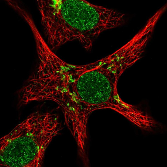 ZNF526 Antibody in Immunocytochemistry (ICC/IF)