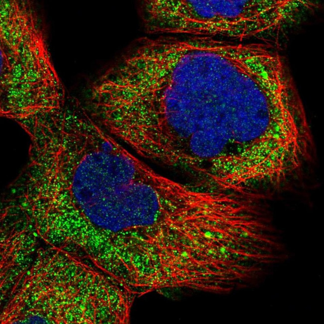 R3HCC1 Antibody in Immunocytochemistry (ICC/IF)