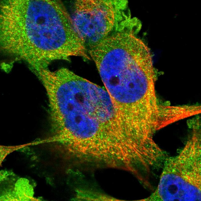 WWP1 Antibody in Immunocytochemistry (ICC/IF)