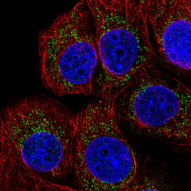 TMEM70 Antibody in Immunocytochemistry (ICC/IF)