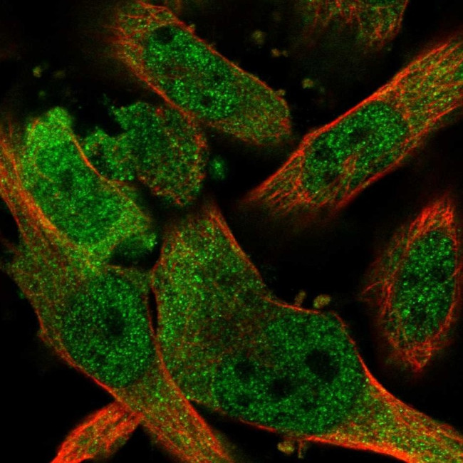 PNPO Antibody in Immunocytochemistry (ICC/IF)