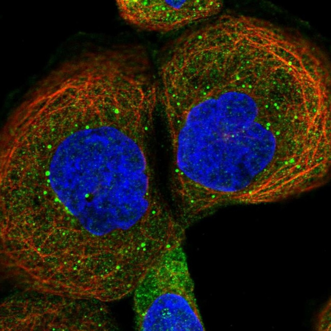 VBP1 Antibody in Immunocytochemistry (ICC/IF)