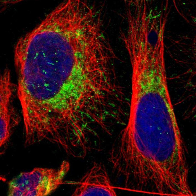 MRPL45 Antibody in Immunocytochemistry (ICC/IF)