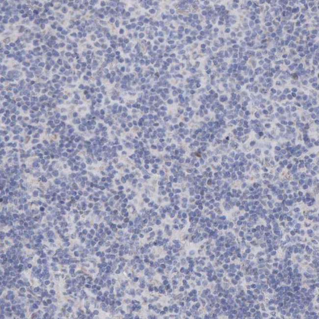 USP43 Antibody in Immunohistochemistry (Paraffin) (IHC (P))