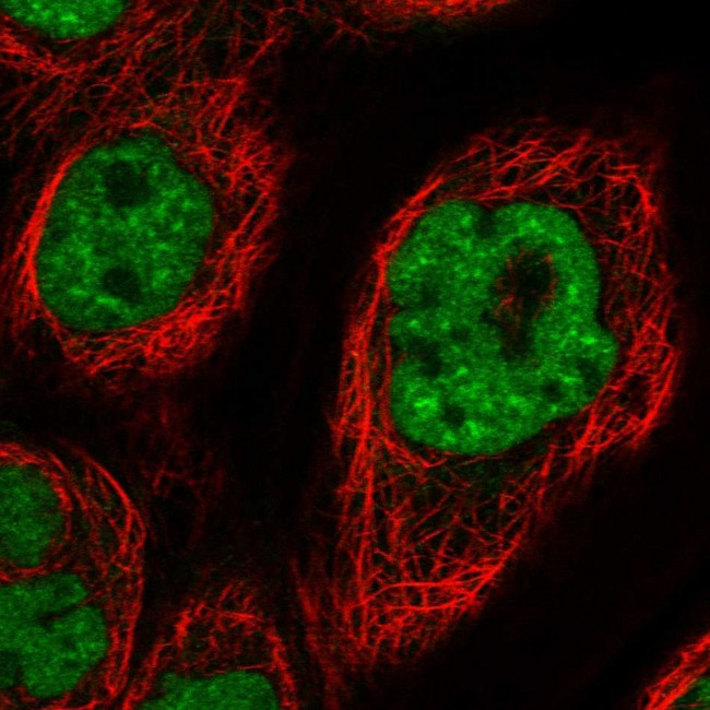 DDX42 Antibody in Immunocytochemistry (ICC/IF)