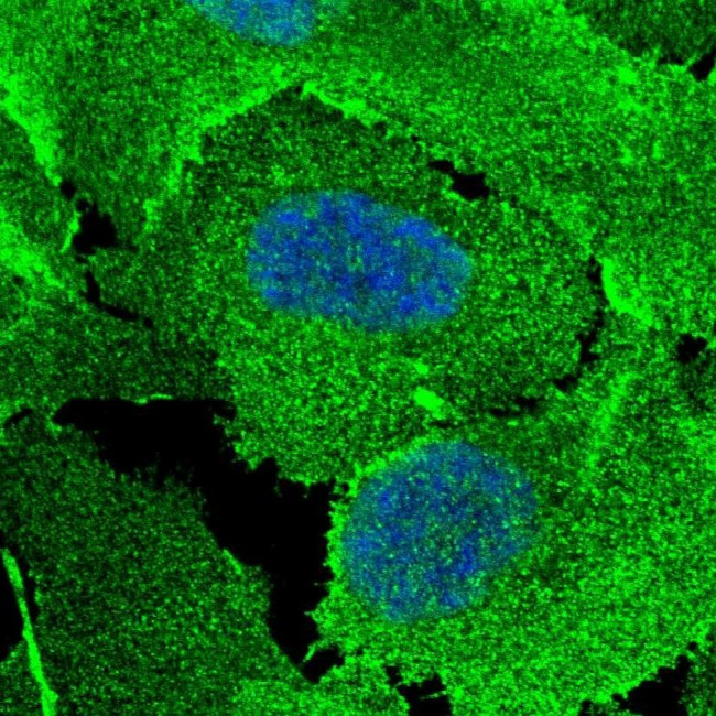 SCRIB Antibody in Immunocytochemistry (ICC/IF)