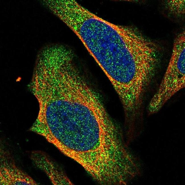 CtBP2 Antibody in Immunocytochemistry (ICC/IF)