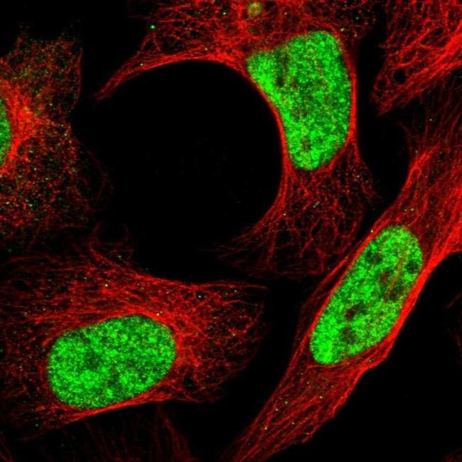 DDX42 Antibody in Immunocytochemistry (ICC/IF)