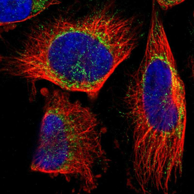 TEFM Antibody in Immunocytochemistry (ICC/IF)