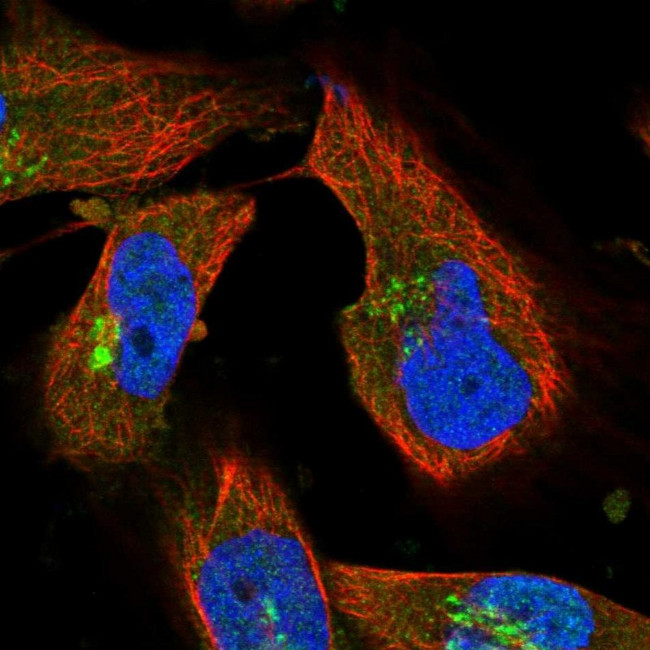 ARFGEF1 Antibody in Immunocytochemistry (ICC/IF)