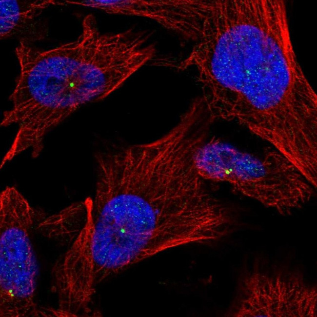 ZNF112 Antibody in Immunocytochemistry (ICC/IF)