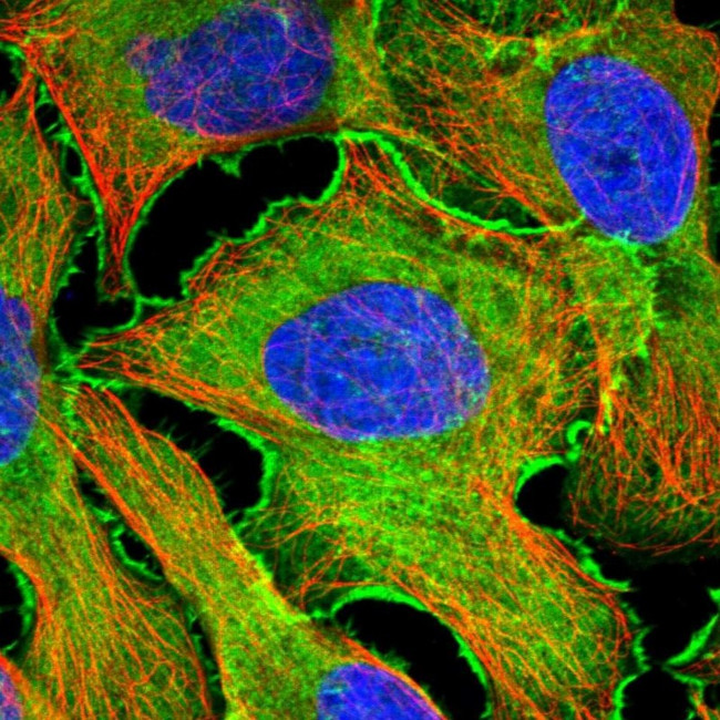 EPLIN Antibody in Immunocytochemistry (ICC/IF)