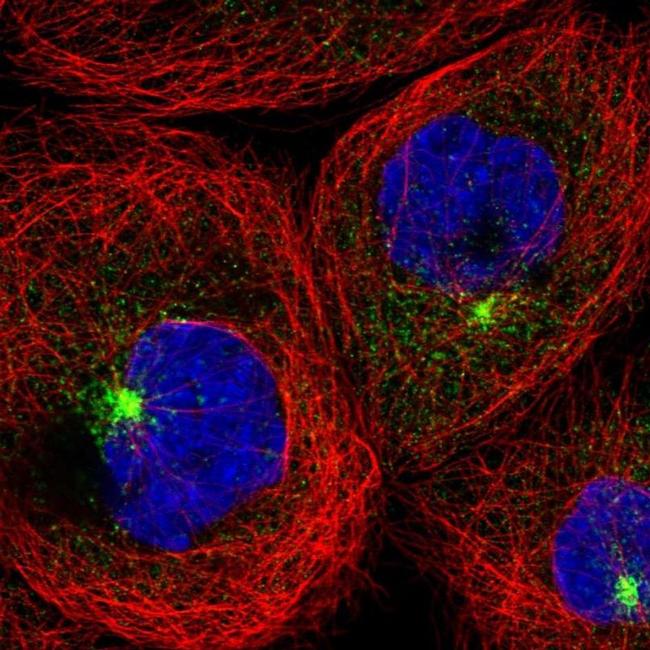 RAB11FIP1 Antibody in Immunocytochemistry (ICC/IF)