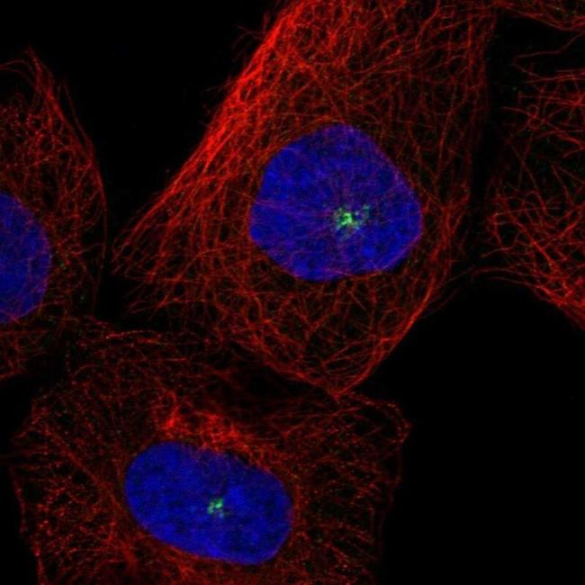 CEP131 Antibody in Immunocytochemistry (ICC/IF)