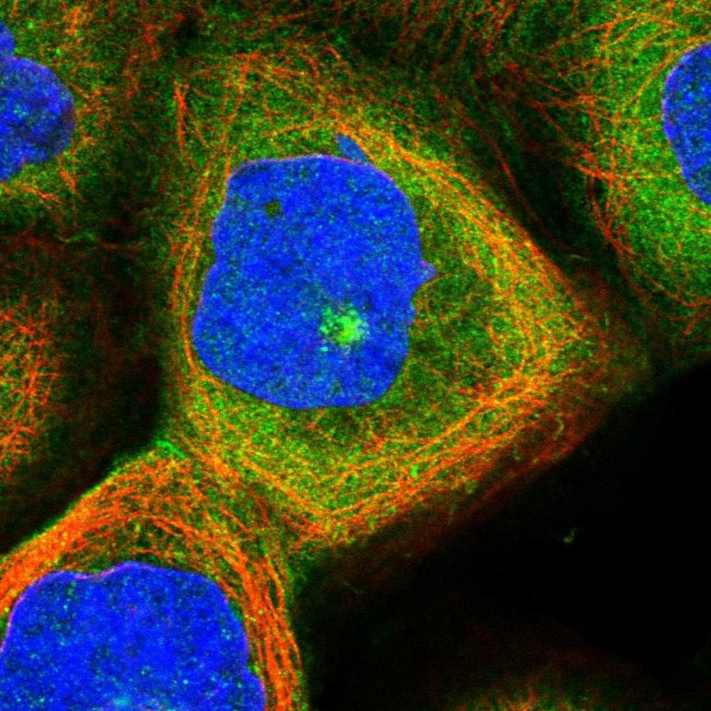 PXK Antibody in Immunocytochemistry (ICC/IF)