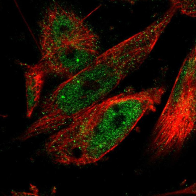 CPSF2 Antibody in Immunocytochemistry (ICC/IF)