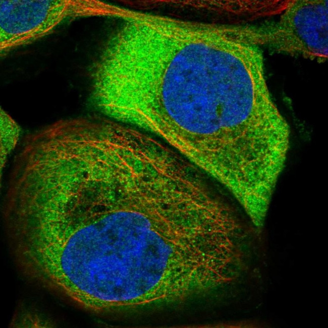 NAPE PLD Antibody in Immunocytochemistry (ICC/IF)