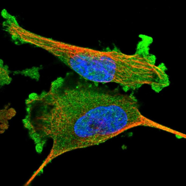 ADSS Antibody in Immunocytochemistry (ICC/IF)