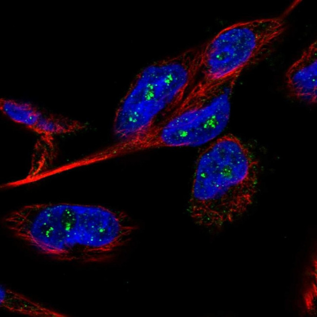 B3GNTL1 Antibody in Immunocytochemistry (ICC/IF)