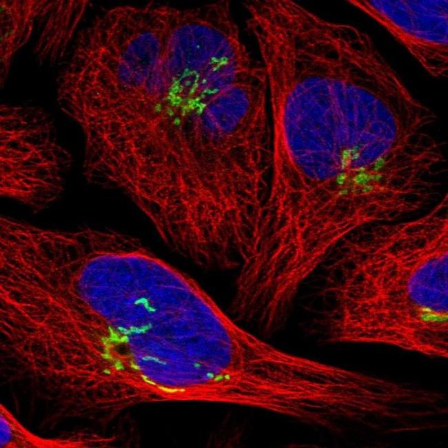 SLC38A10 Antibody in Immunocytochemistry (ICC/IF)