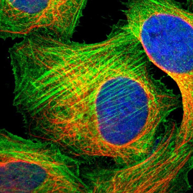 PPP1R12B Antibody in Immunocytochemistry (ICC/IF)