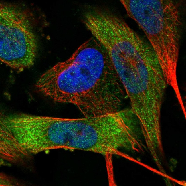 MPP3 Antibody in Immunocytochemistry (ICC/IF)