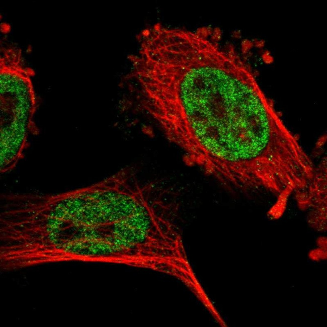 ZNF830 Antibody in Immunocytochemistry (ICC/IF)