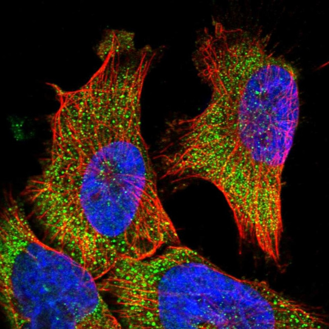 VPS37A Antibody in Immunocytochemistry (ICC/IF)