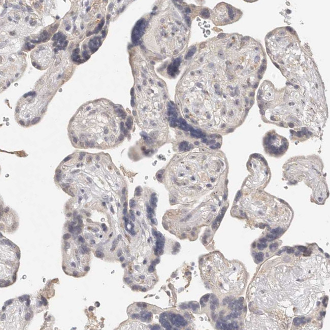 MICALL2 Antibody in Immunohistochemistry (Paraffin) (IHC (P))