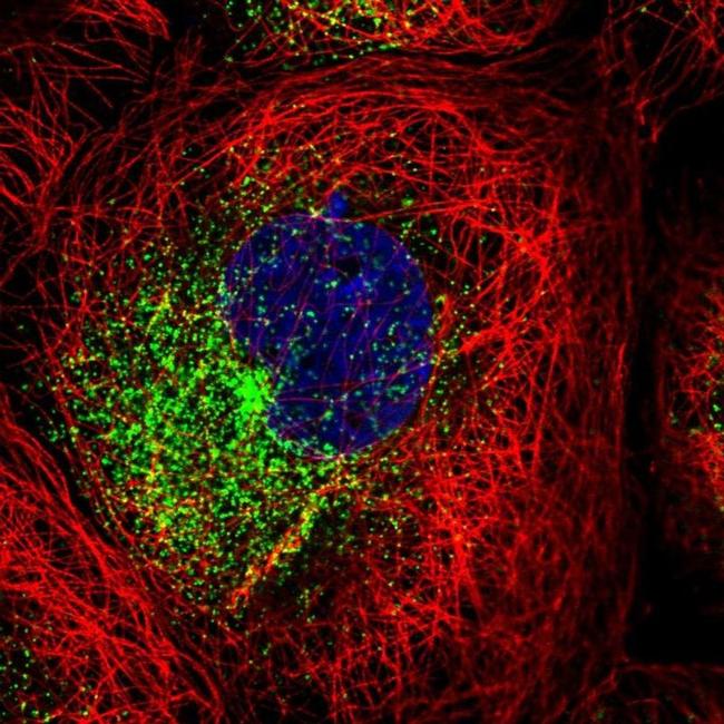 RAB11FIP1 Antibody in Immunocytochemistry (ICC/IF)