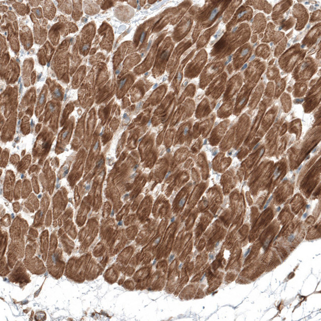 TCAP Antibody in Immunohistochemistry (Paraffin) (IHC (P))