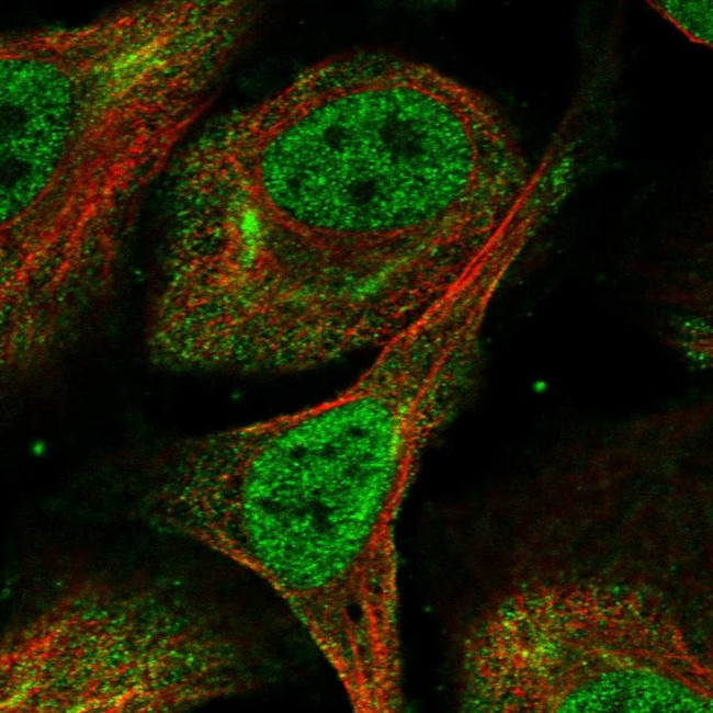 ZNF503 Antibody in Immunocytochemistry (ICC/IF)