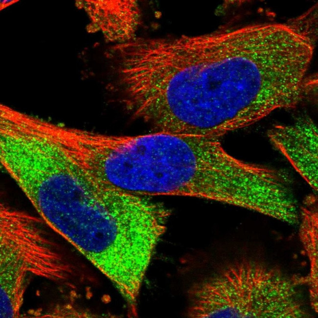 Stabilin 2 Antibody in Immunocytochemistry (ICC/IF)