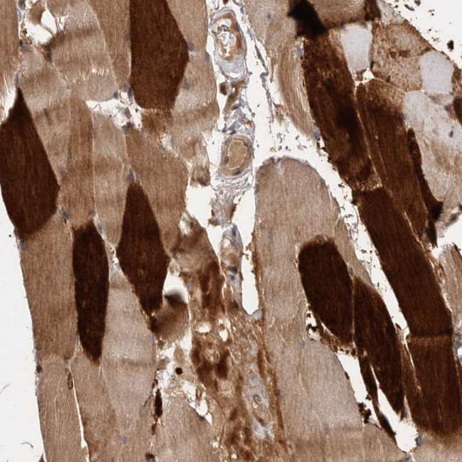 VN1R4 Antibody in Immunohistochemistry (Paraffin) (IHC (P))