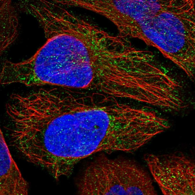 MTERFD2 Antibody in Immunocytochemistry (ICC/IF)