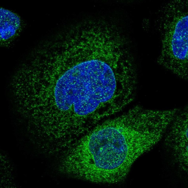 Lass2 Antibody in Immunocytochemistry (ICC/IF)