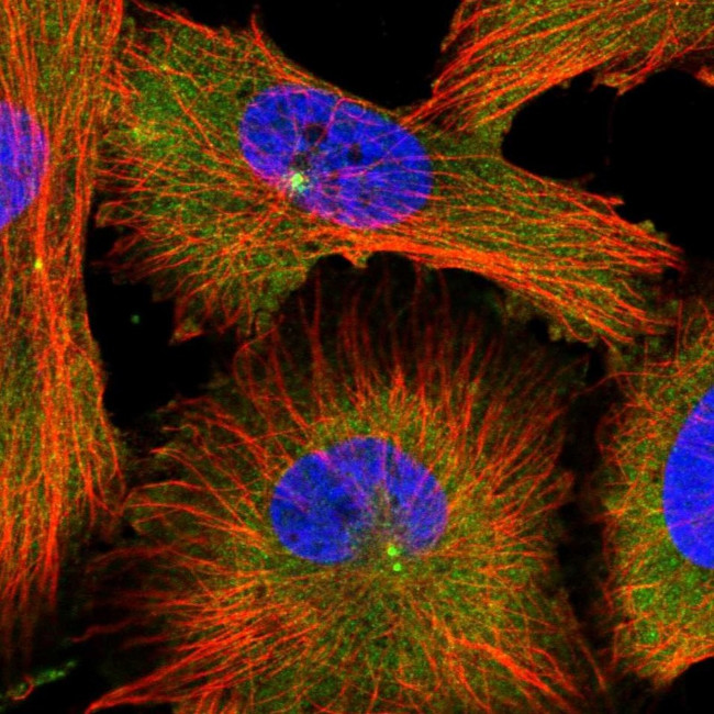 MDH1 Antibody in Immunocytochemistry (ICC/IF)