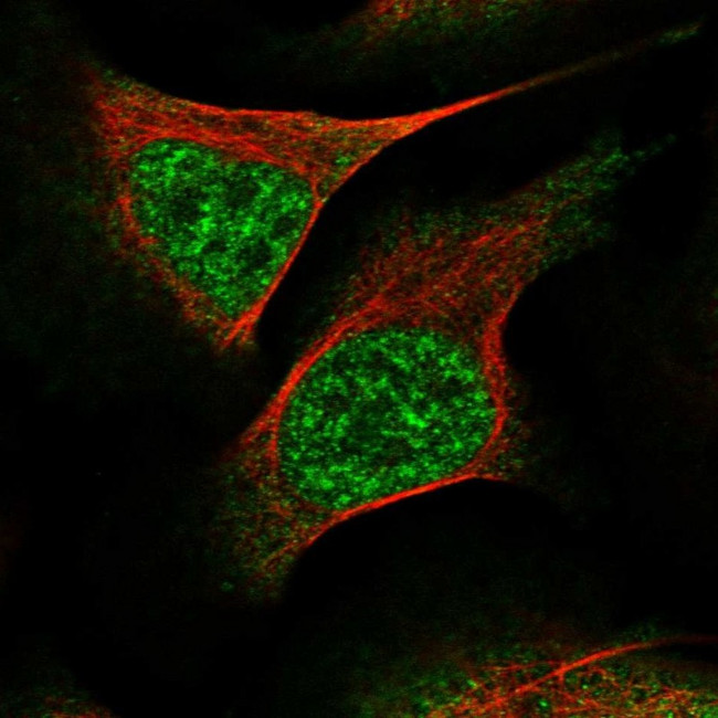 WEE2 Antibody in Immunocytochemistry (ICC/IF)