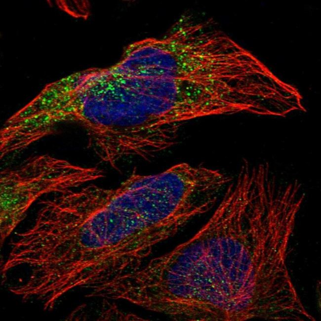 EXOC8 Antibody in Immunocytochemistry (ICC/IF)