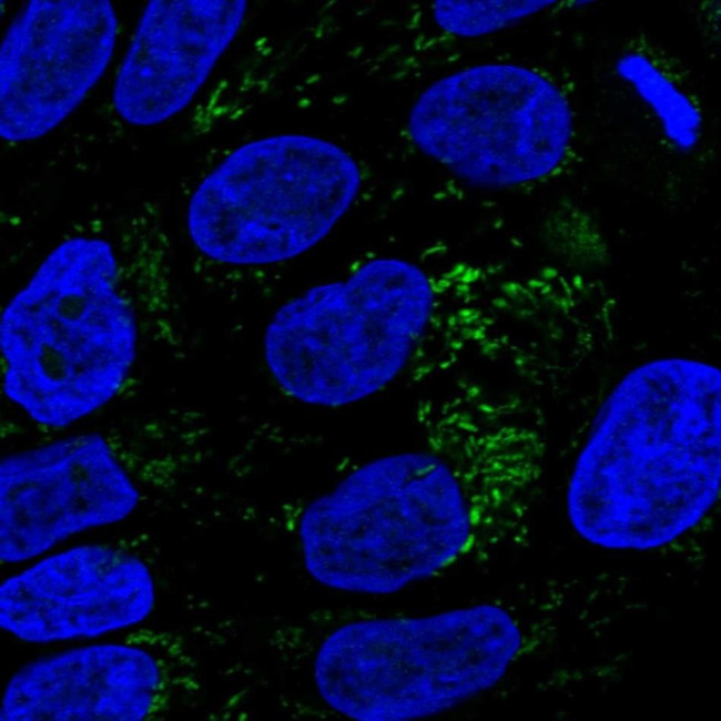 HMGCS2 Antibody in Immunocytochemistry (ICC/IF)