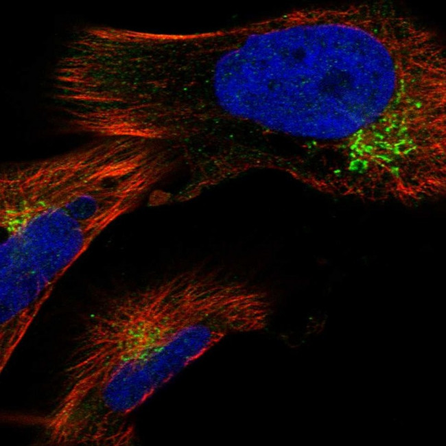 GAK Antibody in Immunocytochemistry (ICC/IF)