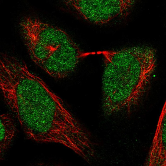 POLR3C Antibody in Immunocytochemistry (ICC/IF)