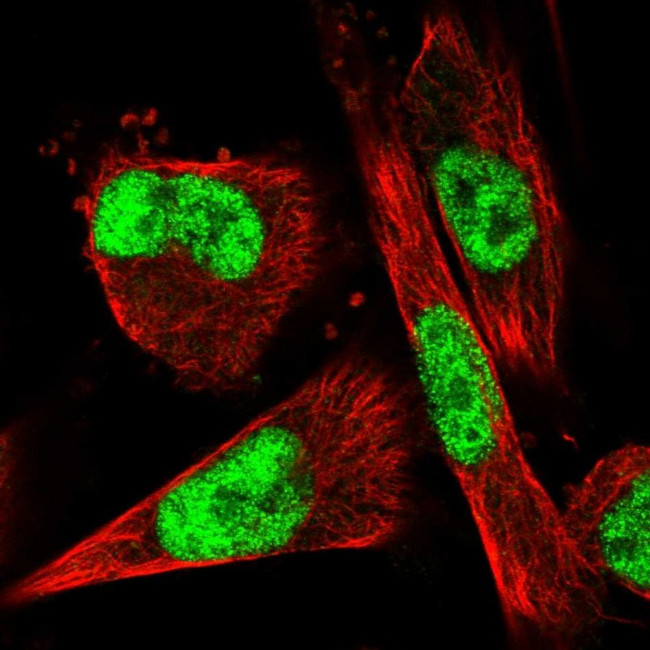 VEZF1 Antibody in Immunocytochemistry (ICC/IF)